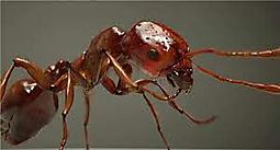 Especies invasoras: estn conquistando Europa las hormigas rojas de fuego?