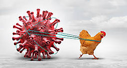 La transmisin de la gripe aviar al hombre es una 