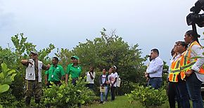 MOP entrega a MiAmbiente compensacin de 119 hectreas de manglar en Isla Galeta