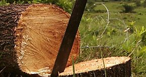 Cortizo avala decisión de MiAmbiente sobre prohibición de tala de árboles
