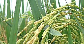 Ministros Valderrama asegura que no se  importará de arroz