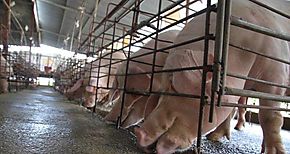 Compra de 1 millón 100 mil libras de carne de cerdo para Panamá Solidario