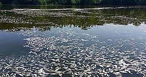 Autoridades investigan mortandad de peces en río Calovébora de Veraguas
