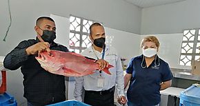 Pescadores de El Porvenir en Barú exportan pescado a EEUU