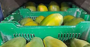 Exportaciones de papaya a EEUU registraron incrementos sostenidos en el año 2021