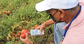Comit Tcnico del MIDA evala los daos a plantaciones de tomate