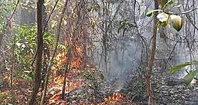 En la Reserva Forestal Alto Guarumo se afectaron ms de 50 hectreas en  incendio 