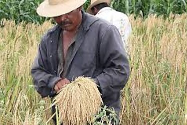 IMA vende en cinco das ms de 500 mil libras de arroz