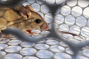 Científicos logran revertir el envejecimiento en ratones con ayuda de proteínas especiales y planean hacer lo mismo con los humanos