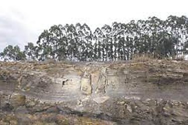Descubren en Brasil un bosque fosilizado de 290 millones de años