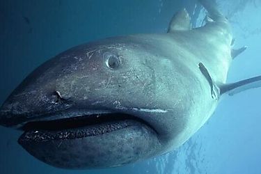 Descubren dos tiburones extremadamente raros en Estados Unidos
