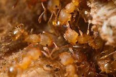 La hormiga eléctrica peligrosa para la biodiversidad detectada por primera vez en Francia