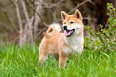 15 curiosidades sorprendentes sobre el shiba inu el perro que sale ahora en Twitter