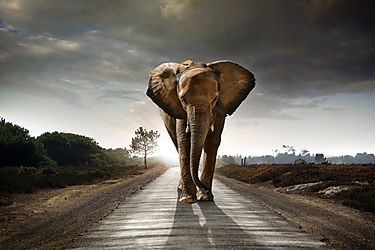 Descubren por qu los elefantes andan tan despacio