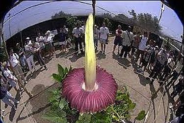Florece en Francia la flor más grande del mundo que huele a cadáver