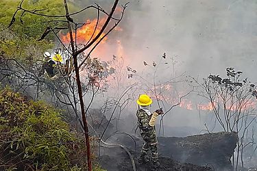 31 incendios forestales arrasan en Colombia 