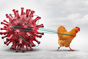 La transmisin de la gripe aviar al hombre es una gran preocupacin advierte la OMS