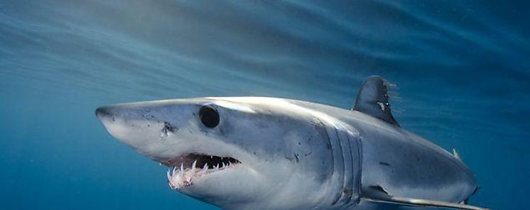 Panamá presenta propuesta para incluir a 19 especies de tiburones en lista de peligro de extinción