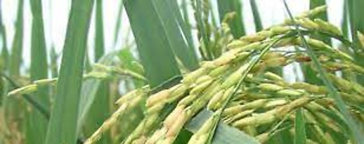 Titular del Mida asegura que no hay escasez de arroz