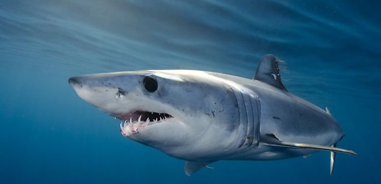 Panamá presenta propuesta para incluir a 19 especies de tiburones en lista de peligro de extinción