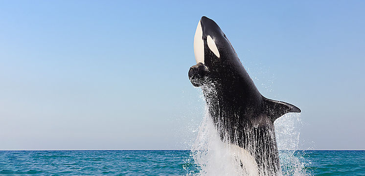 Científicos planean salvar a una orca perdida en el río Sena de Francia guiándola con sonidos desde un dron
