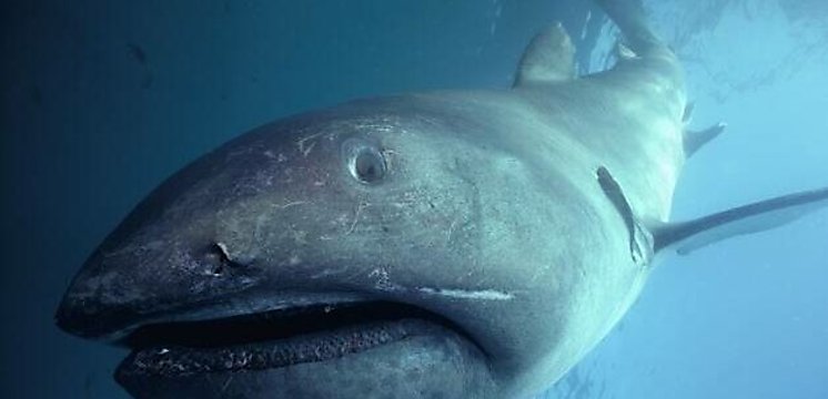 Descubren dos tiburones extremadamente raros en Estados Unidos