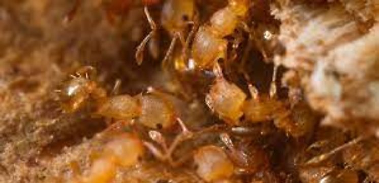 La hormiga elctrica peligrosa para la biodiversidad detectada por primera vez en Francia